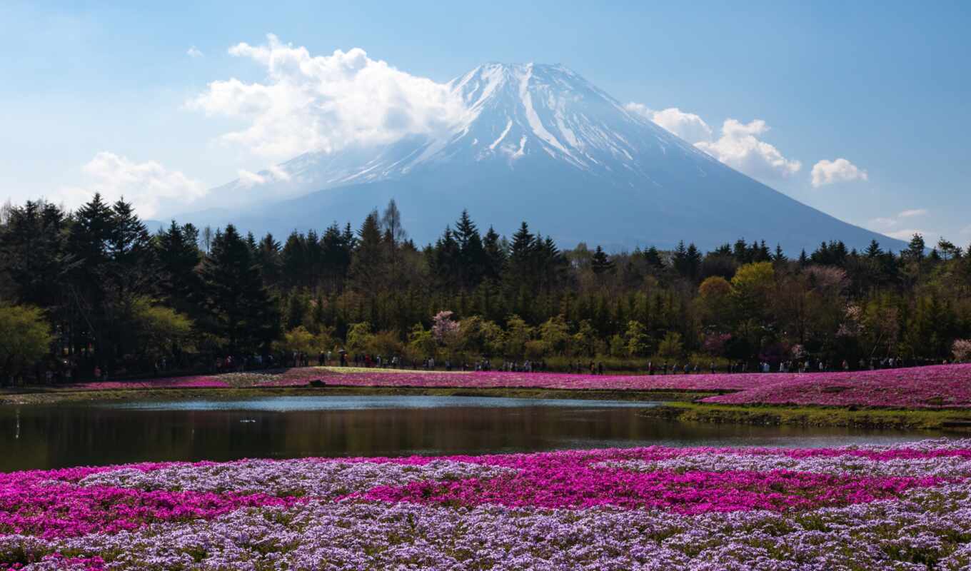 flowers, view, Sakura, genus, spring, family, monte, years, bodendron