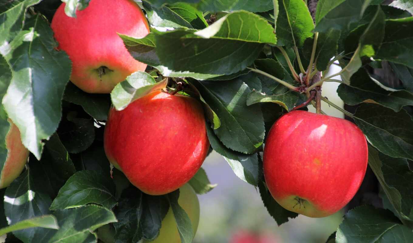 apple, картинка, плод, viewing, ягода, био, рецепт, meal, receive