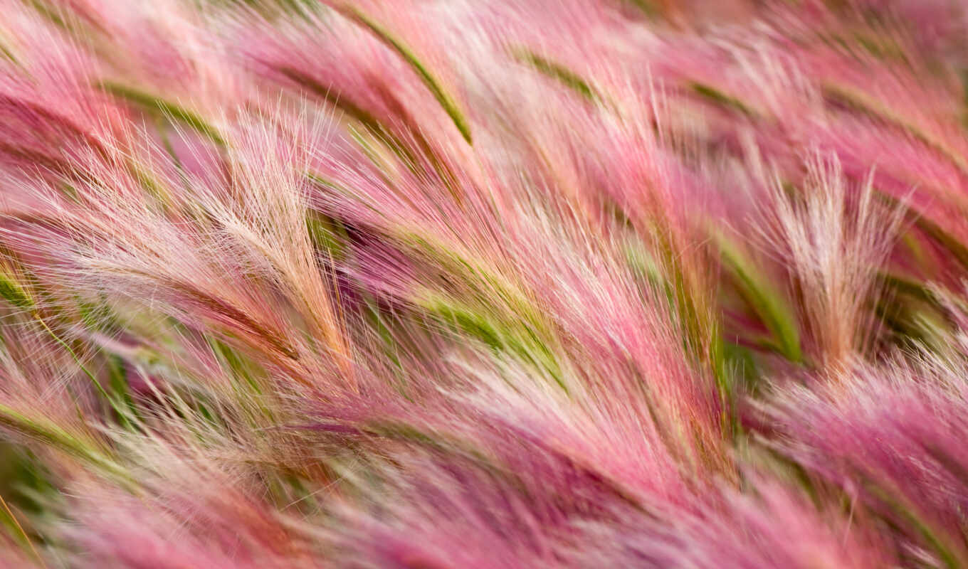 природа, трава, розовый