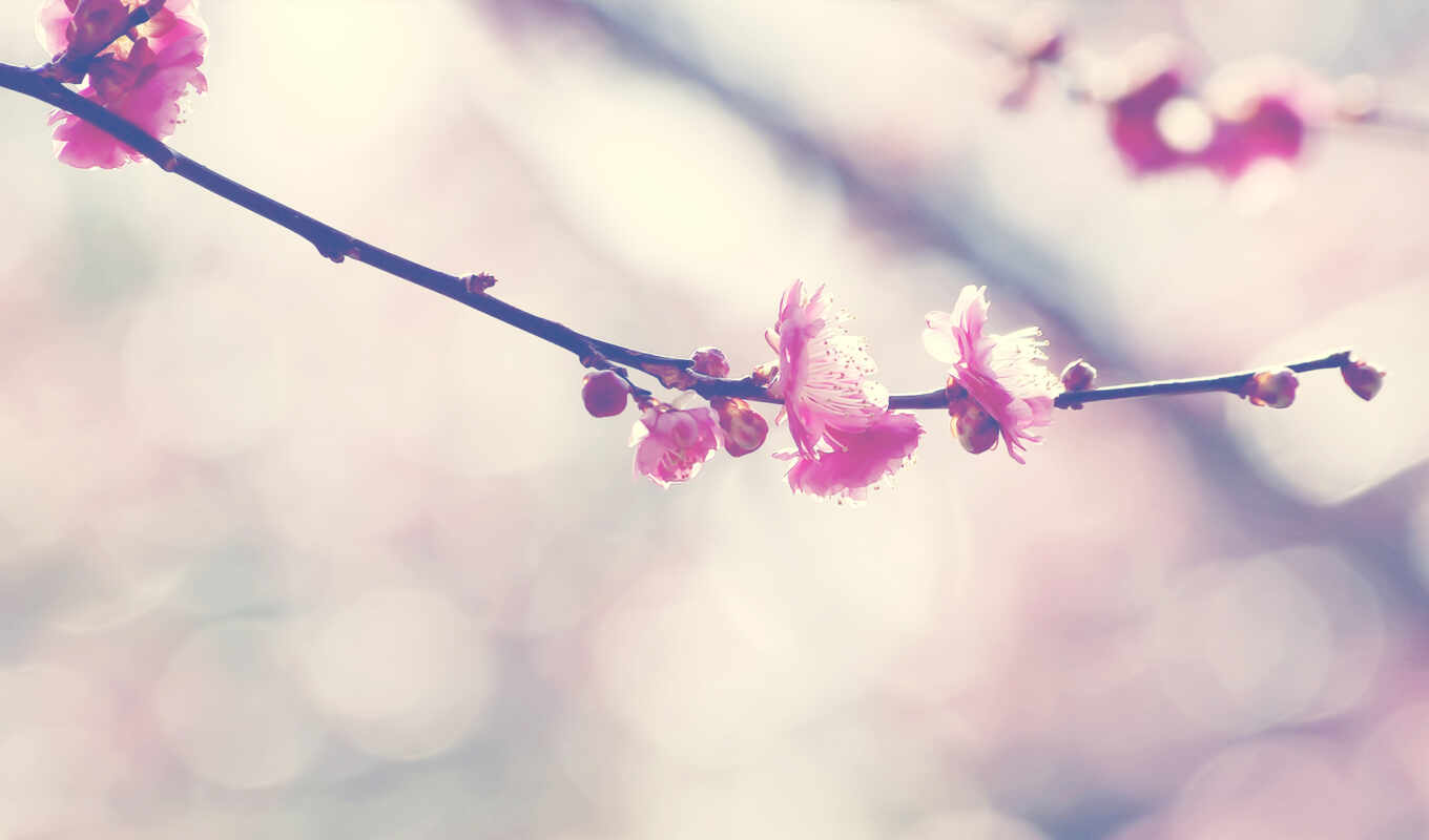 flowers, mobile, pink, branch, bud, sakura, besplatnooboi