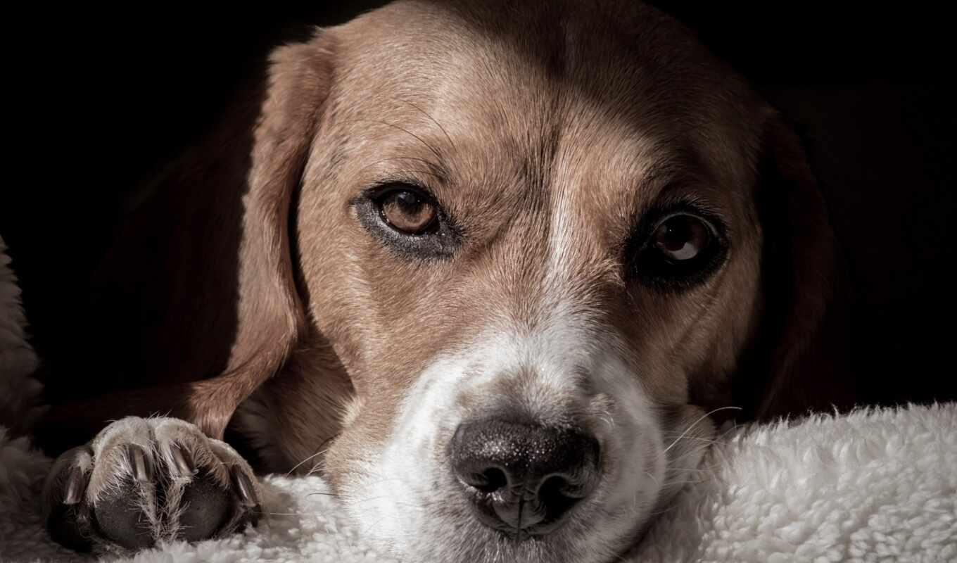 beagle, content, вопросы, feeding, отъезд, ответы, дрессировка