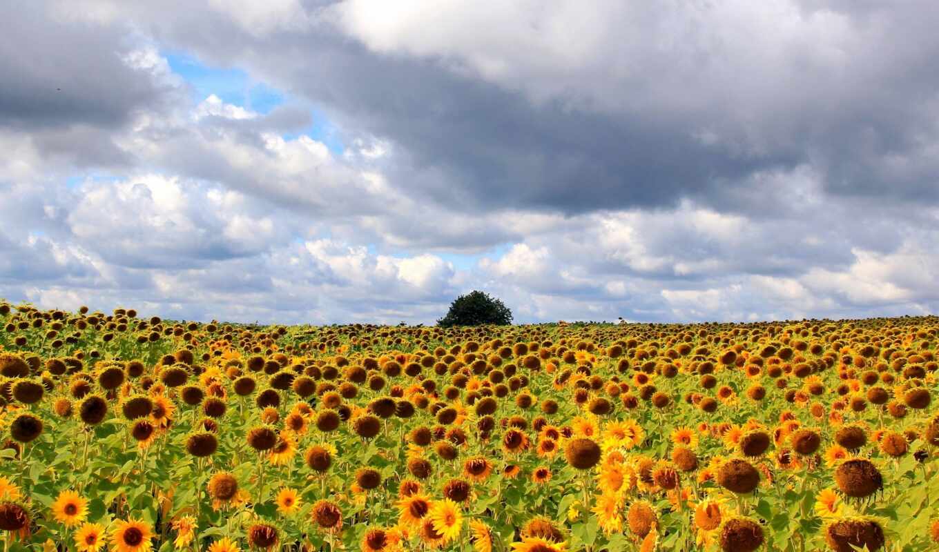 widescreen, field, sunflower, landscape, screensavers, sunflowers