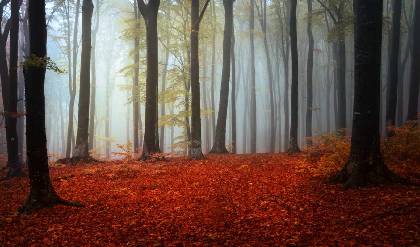 nature, autumn, fresh, the woods