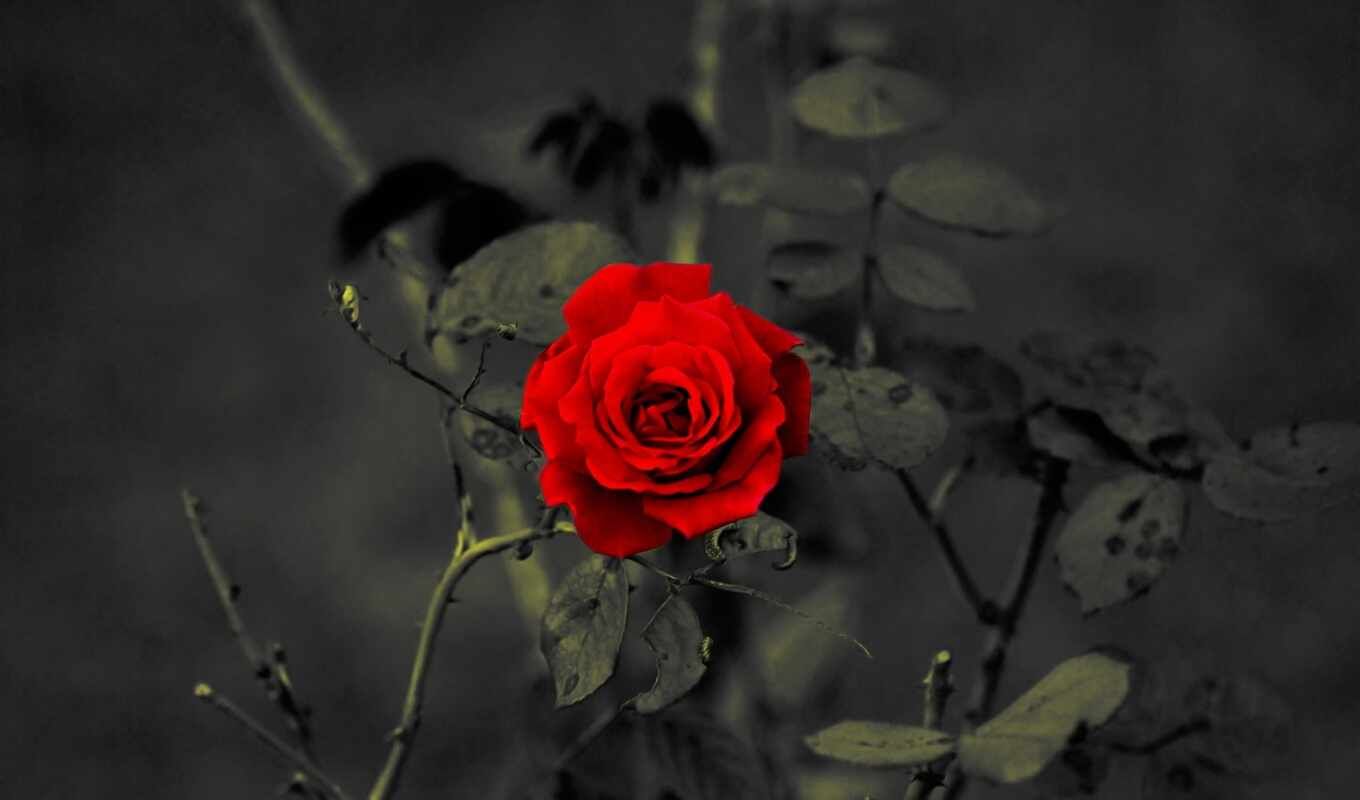 природа, red, красивые, розы, roses, cvety, rosen, обойный