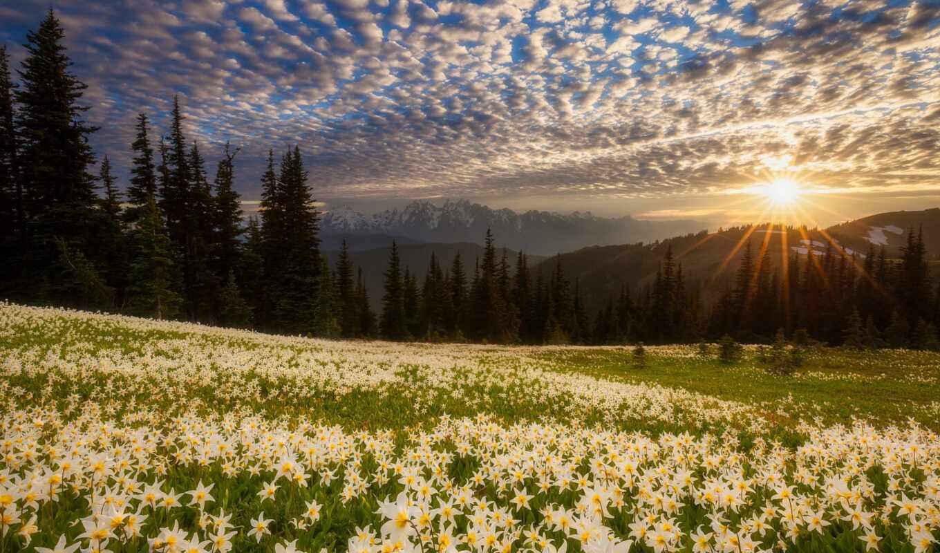 flowers, sunset, field, hill, lily, doug, knife
