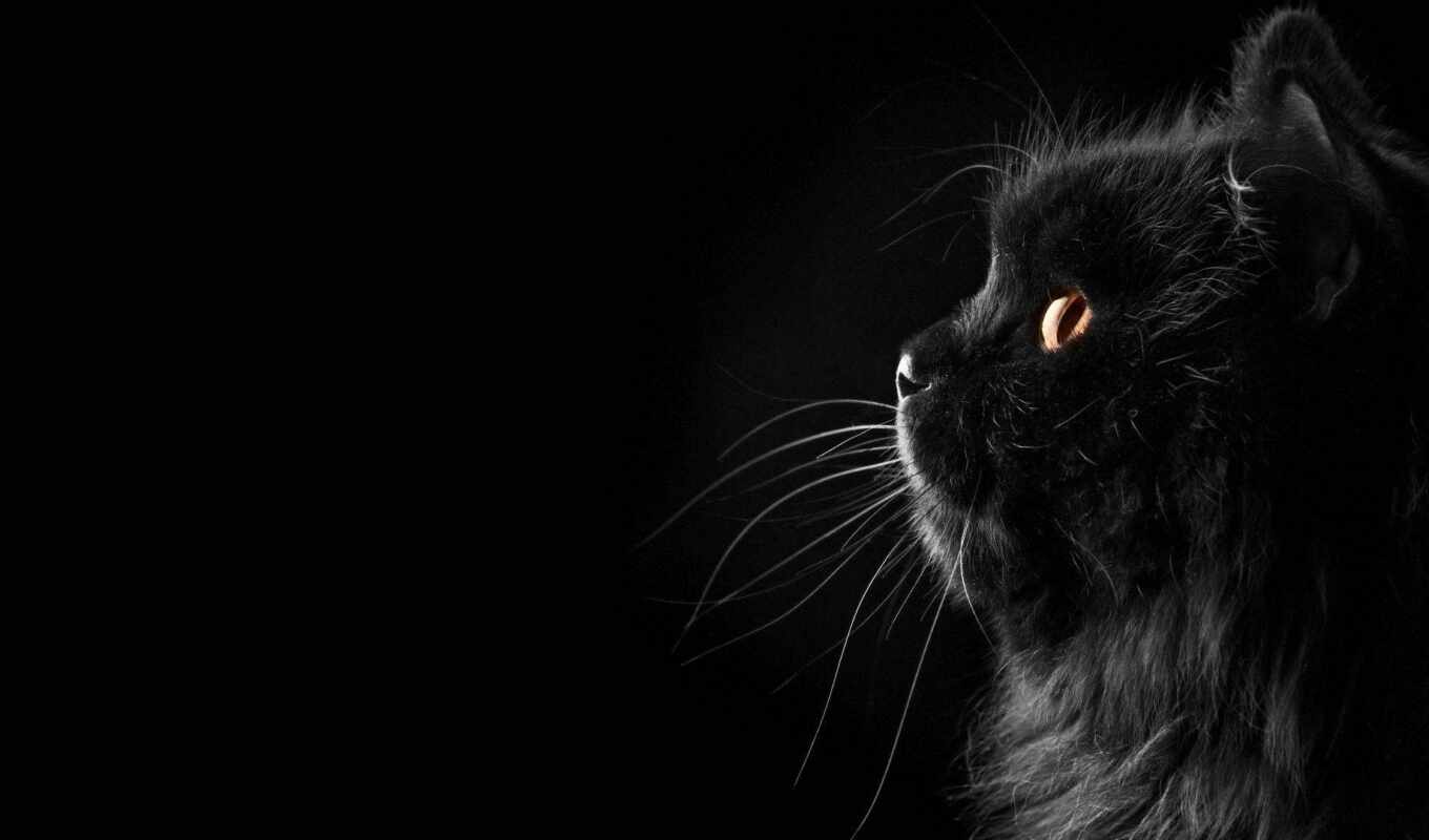 black, cat, dark