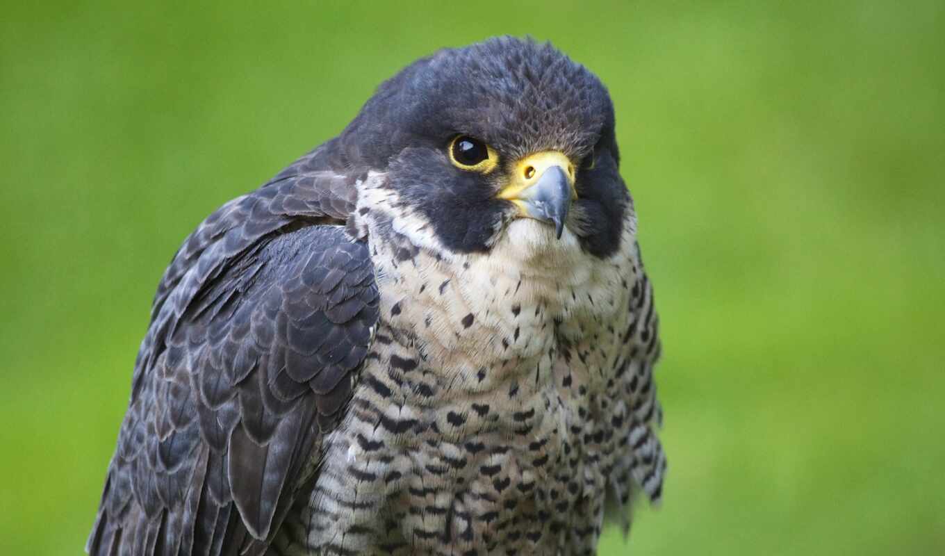 bird, beak, falcon, sparrowhawk