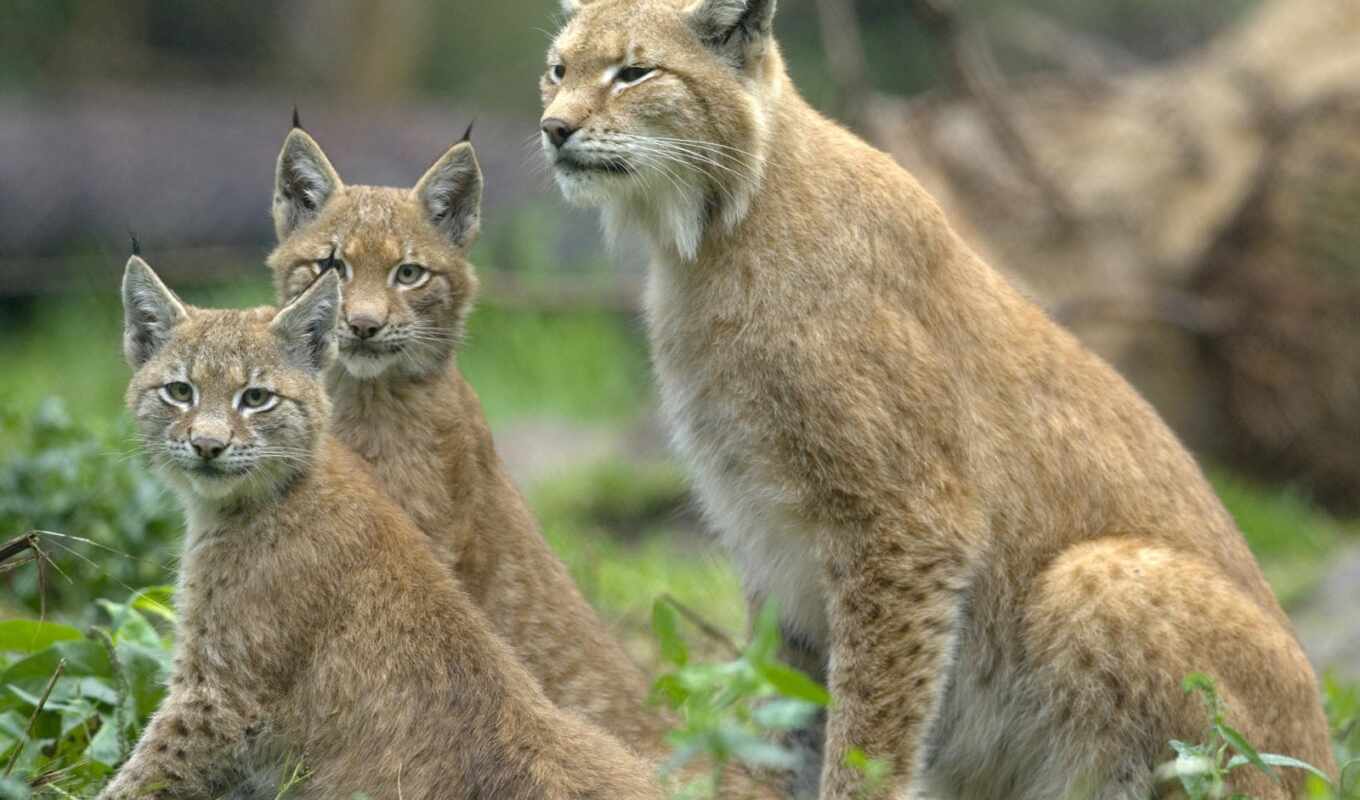 кот, watch, wild, медведь, animal, baby, рысь, romania