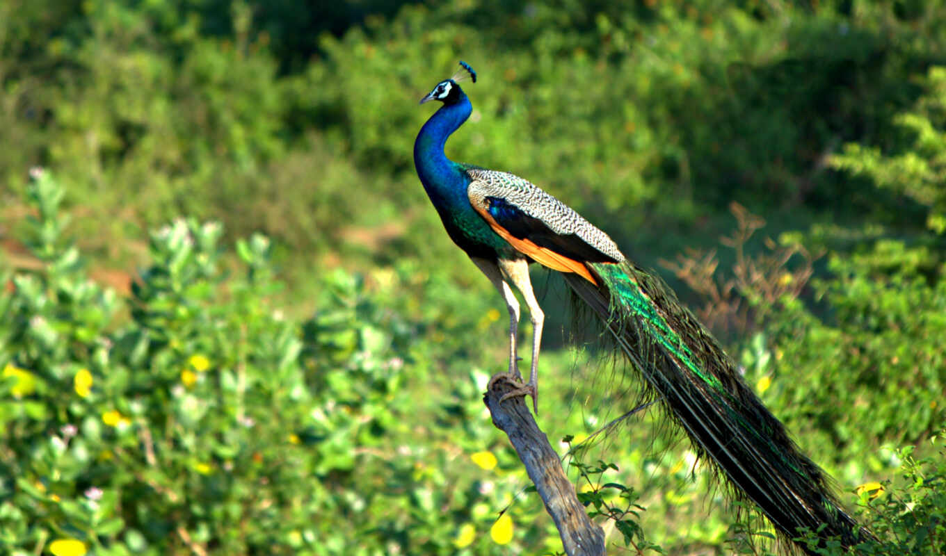 птица, animal, peacock, проживание в семье