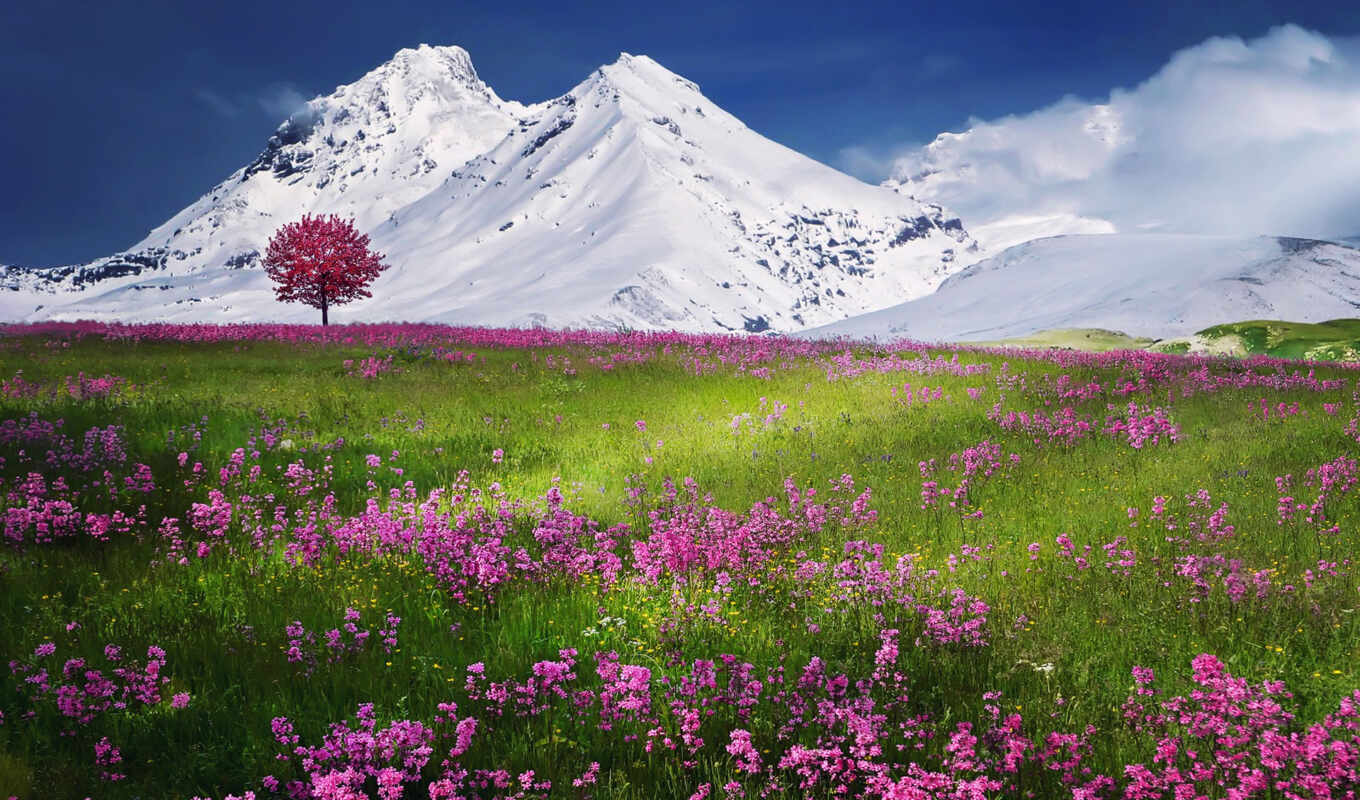 lake, nature, flowers, fone, screensavers, mountain, snow, backgrounds, dry, mountains, over