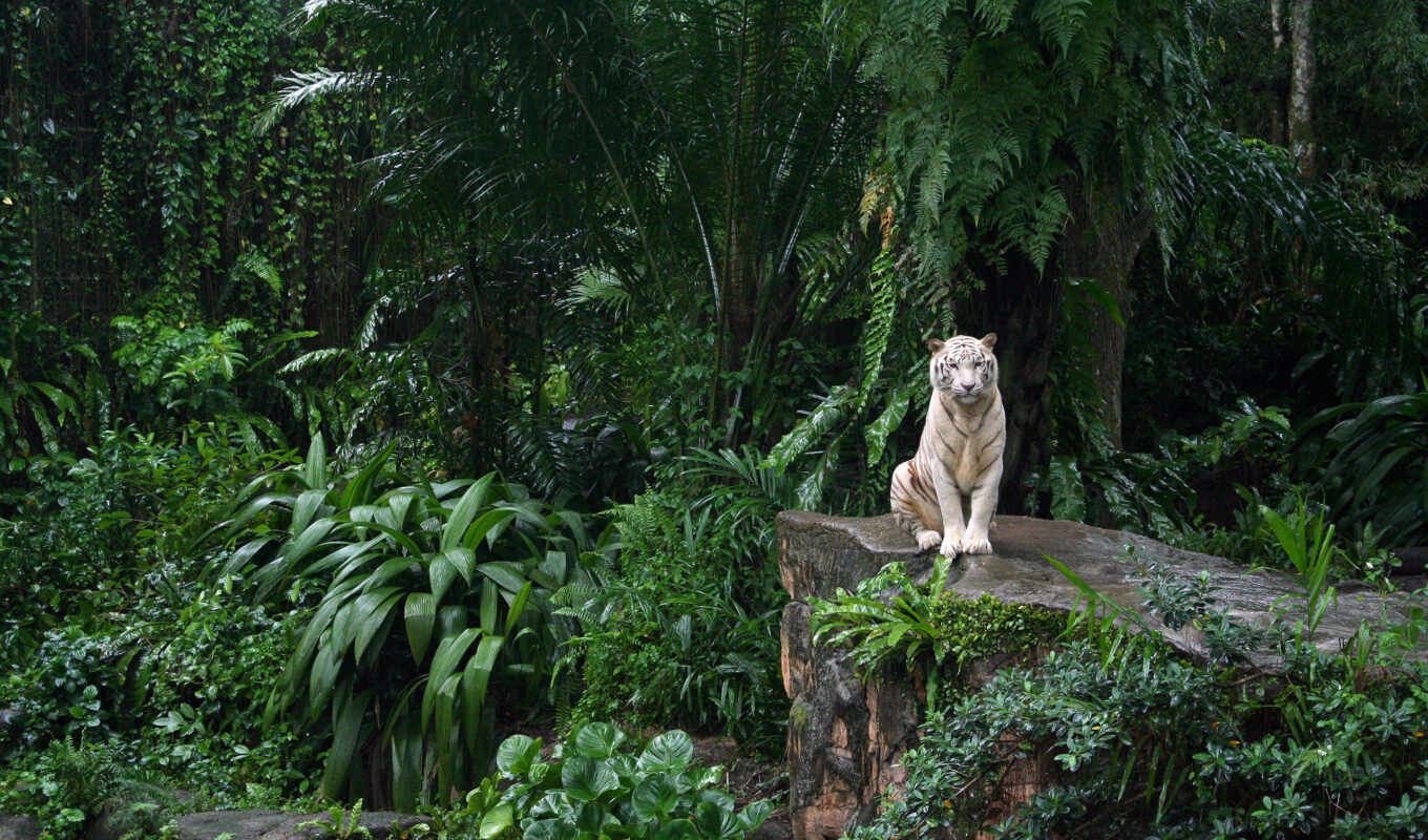 white, тигр, тигры, кошки, zhivotnye, тегом, тигров, рисунки, обитания