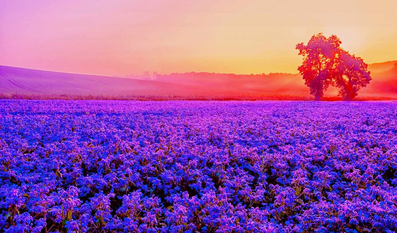 purple, красивые, поле, высоком, lavender, collector, лаванды, magicxbeats