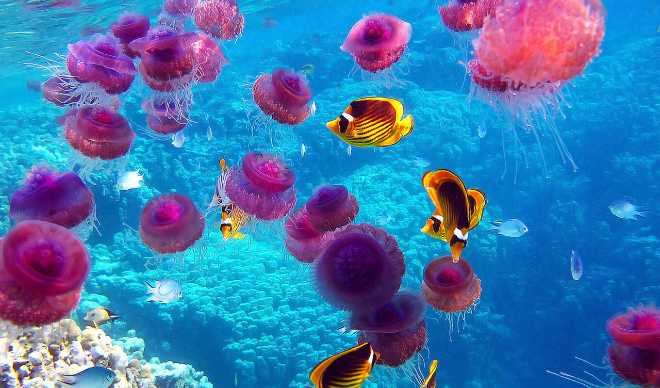 jellyfish, are, water, jelly, posada, сергиев, earth, ocean, have, 
