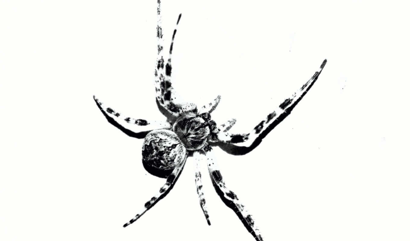 web, spider