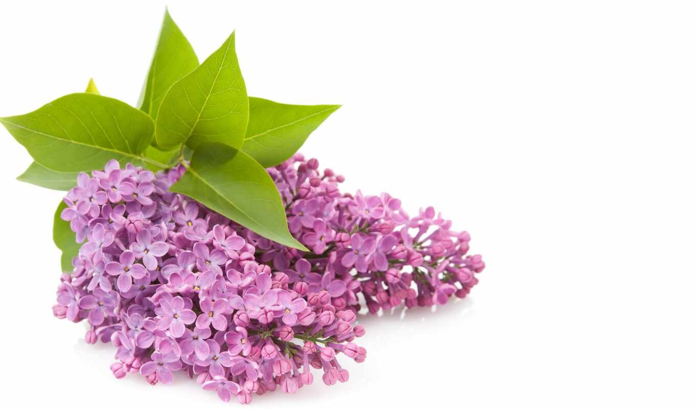 sheet, purple, flower, pink, petal, lilac bush, purple, lavender, cut flowers