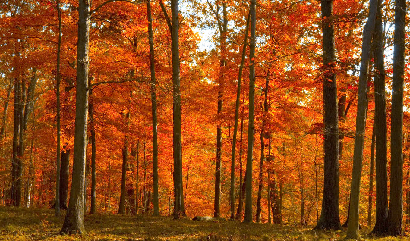fondos, pantalla, escritorio, del, fondo, naturaleza, rojo, bosque, otoño