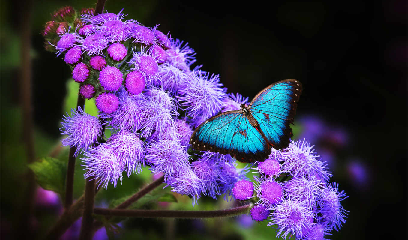 природа, коллекция, blue, бабочка, user, смотреть