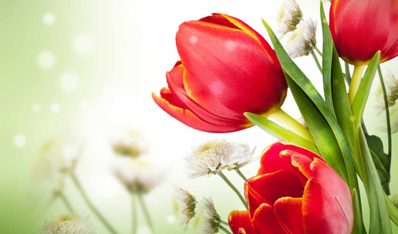 flowers, free, background, picture, rub, cross, poster, tulip, chrysanthemum, embroidery, mariposa