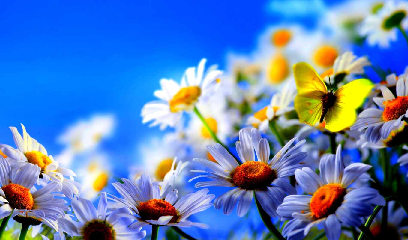 цветы, бабочка, биг, весна, цветение, красивый, настроение, ромашка, permission, lovejusta