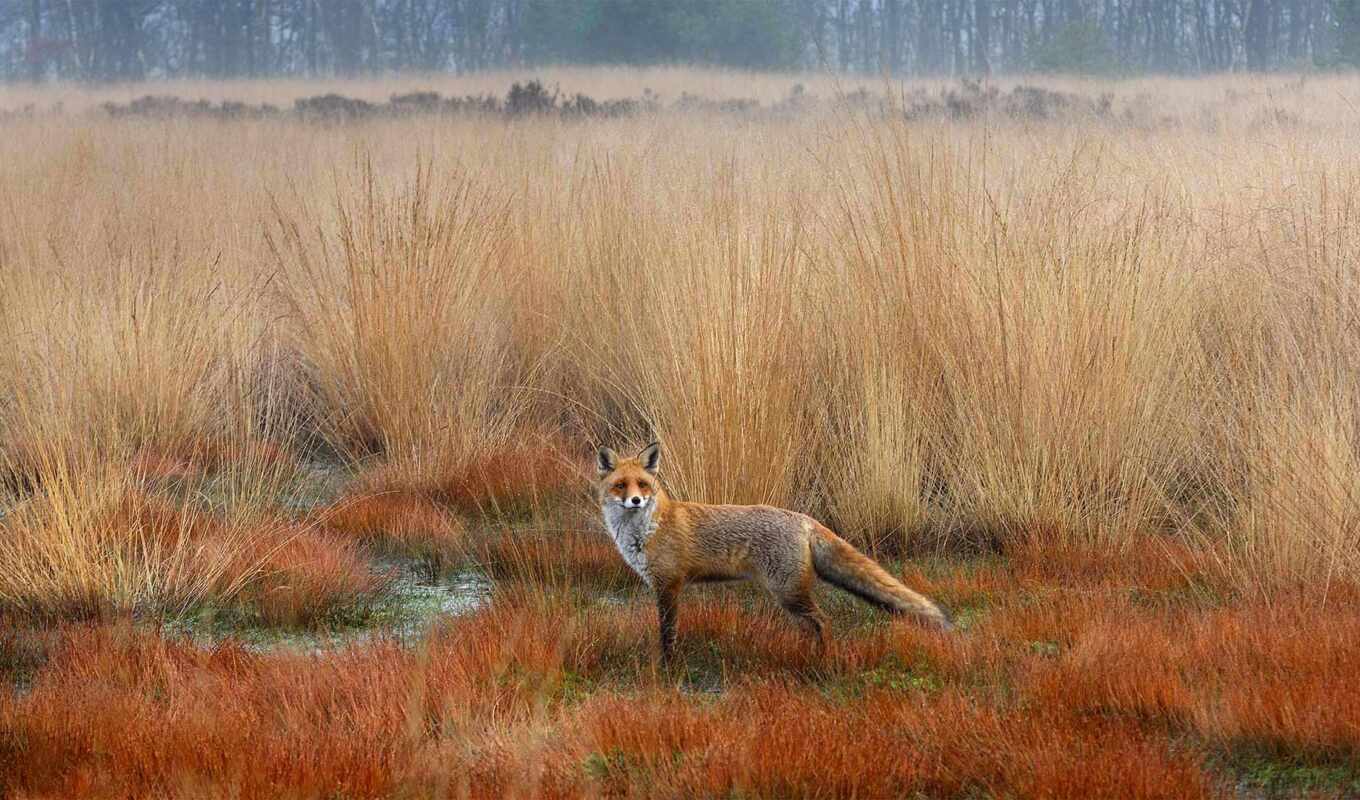 fox, vulpe