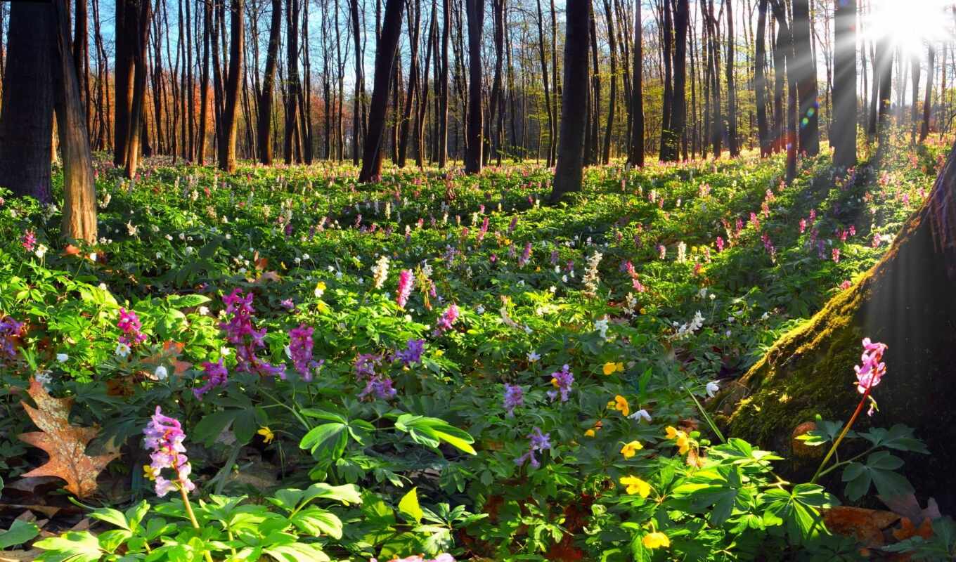 nature, flowers, forest, fore