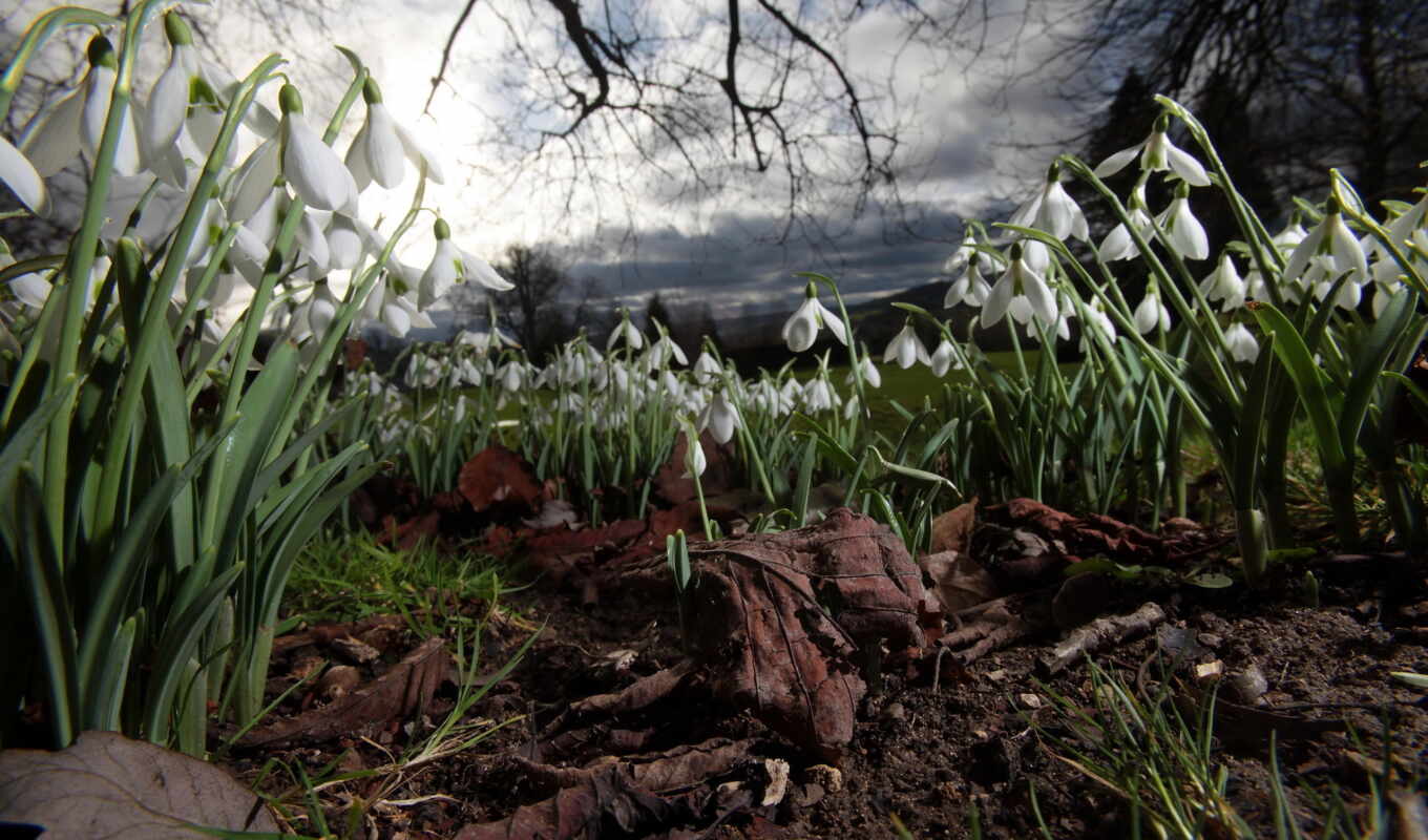 flowers, spring, snowdrops