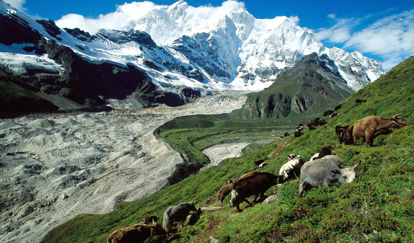природа, красивые, животных, природы, tibet, туры