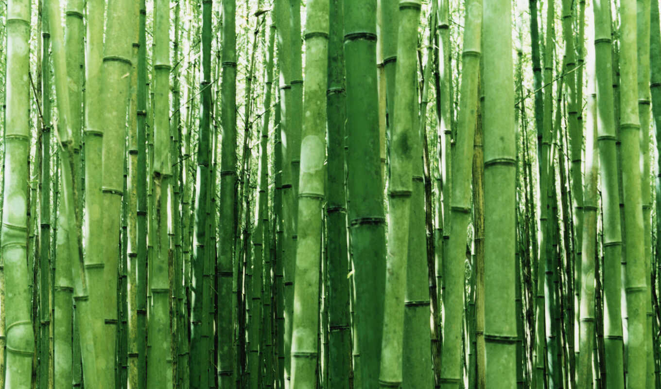 заставки, бамбук, miscellaneous, япония, arashiyama