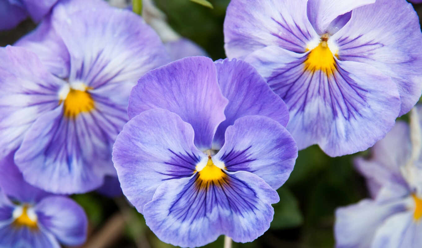 цветы, фиолетовый, cvety, глазки, анютины, виола, выращивание, виолы, рассаду