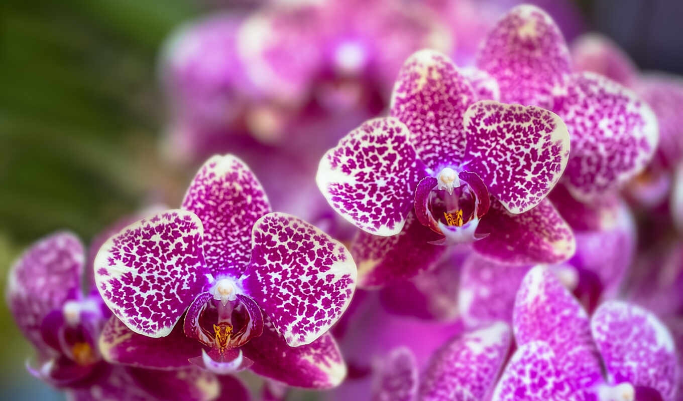 flowers, purple, pink, lilac, blossom, orchid