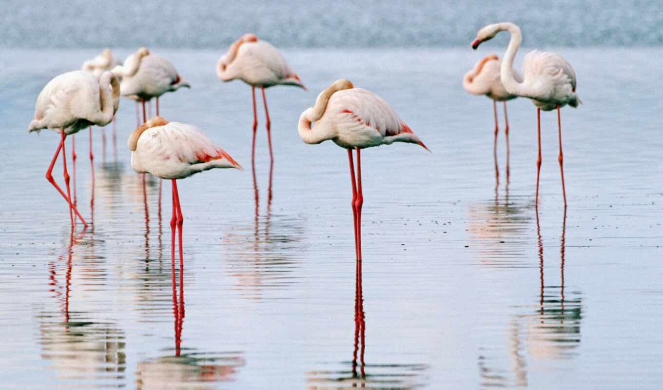 flamingo, iranian