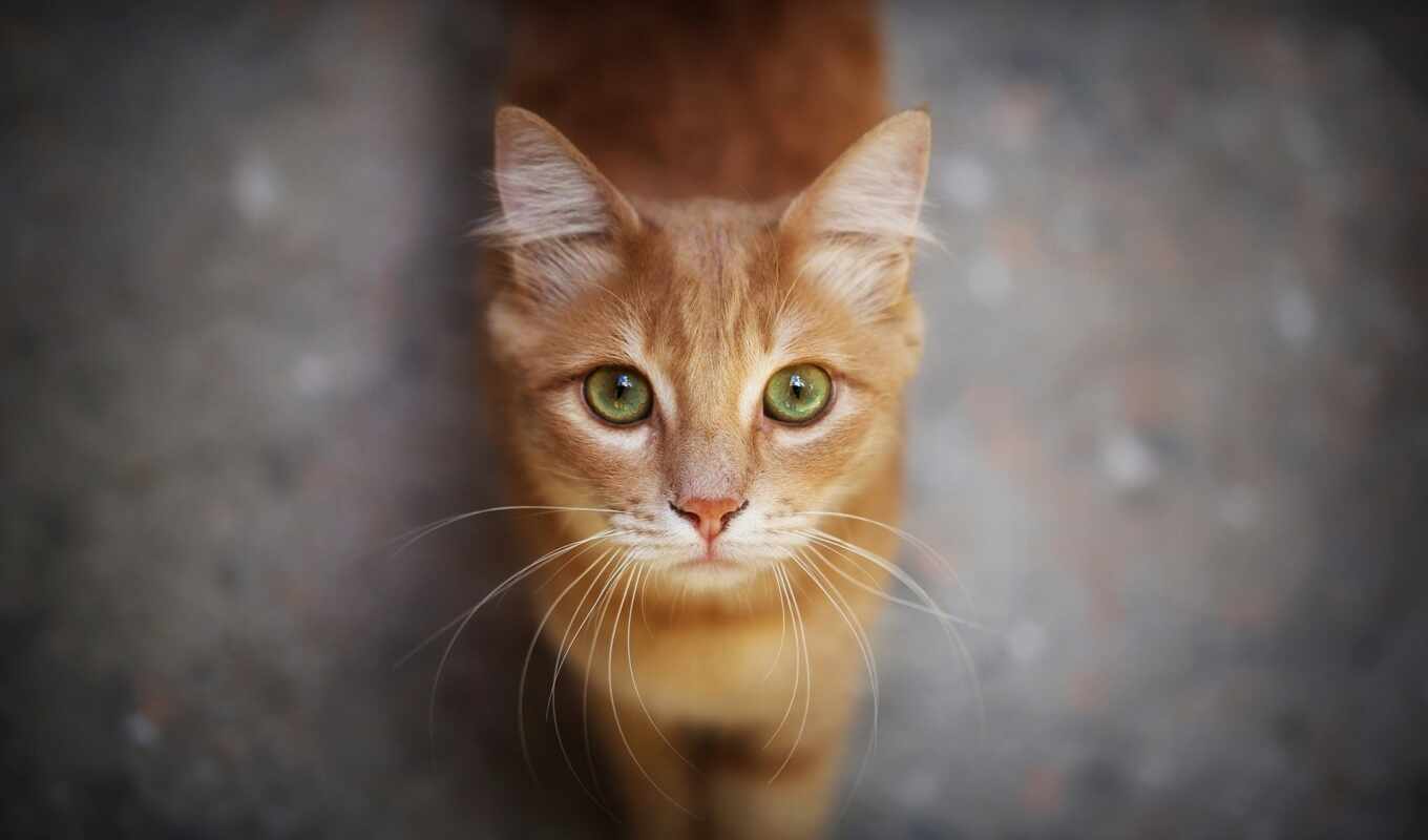 взгляд, red, кот
