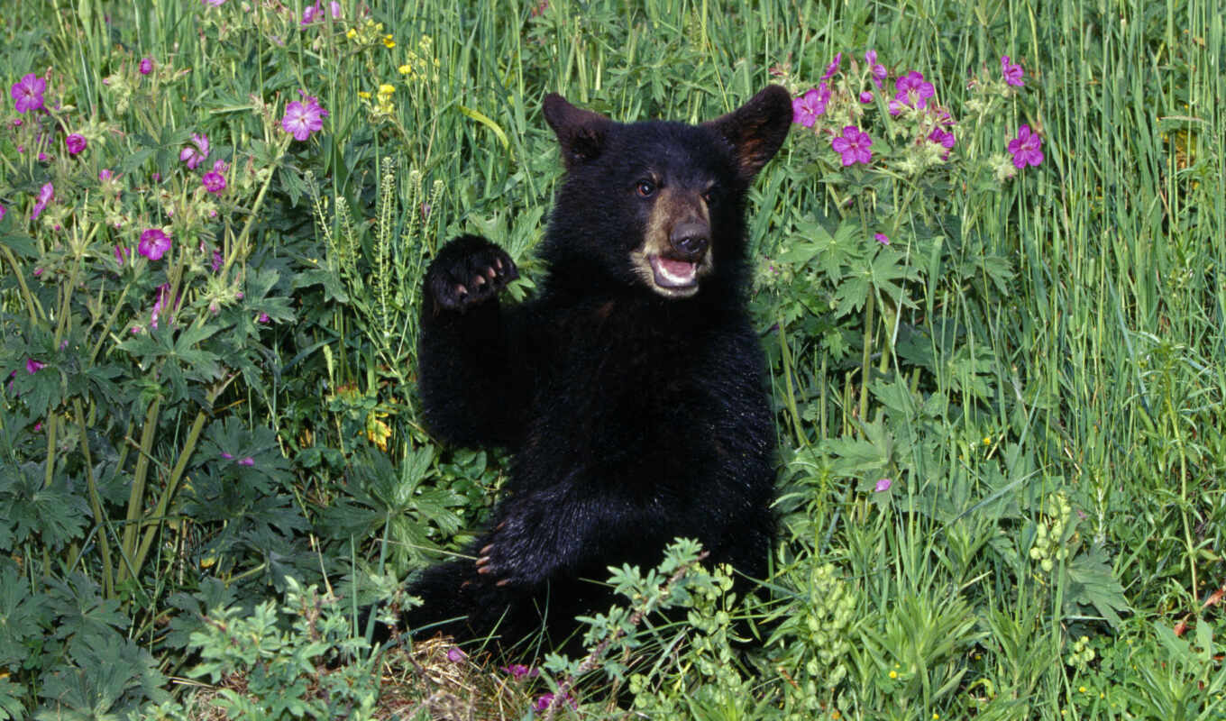 black, pictures, post, gallery, animals, bear, the cub, bears