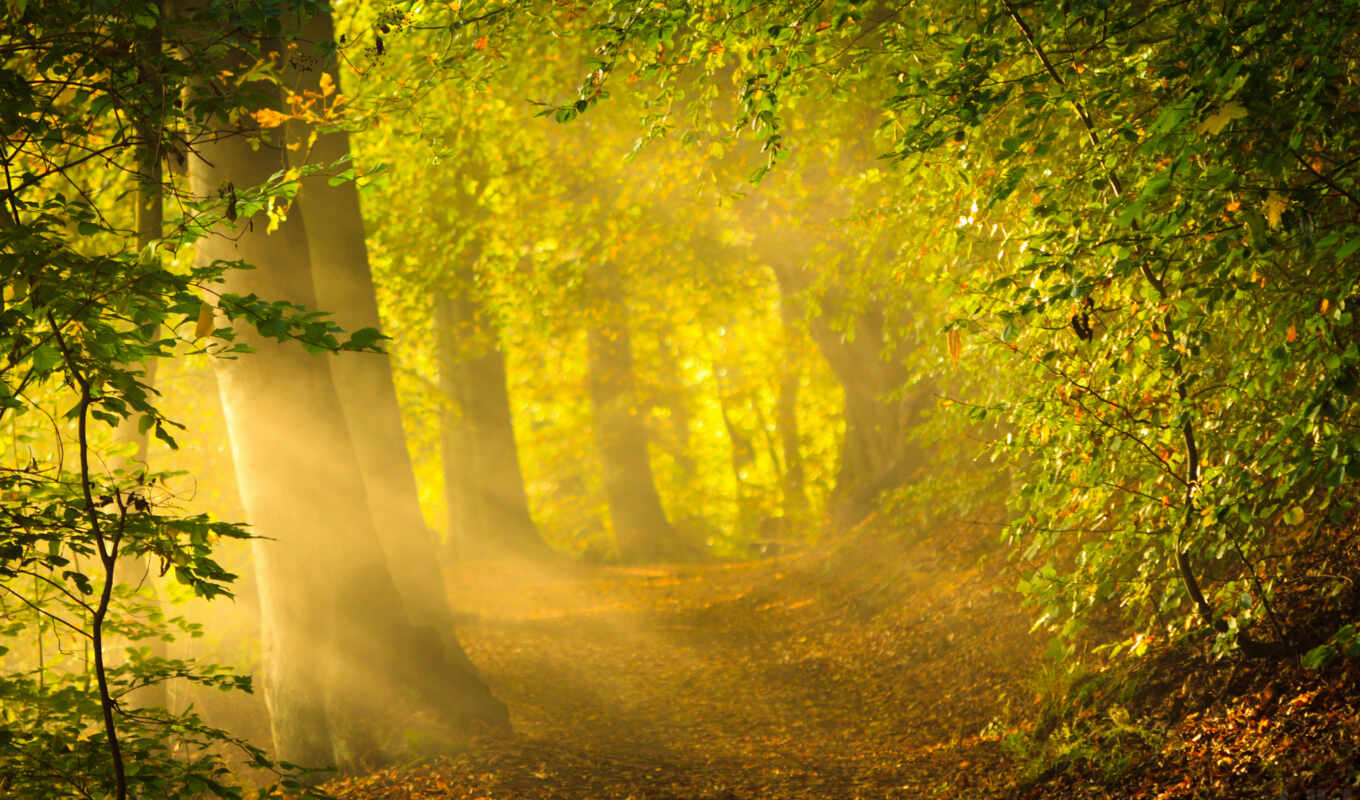 природа, sun, лес, осень, утро, trees, rays, ранняя