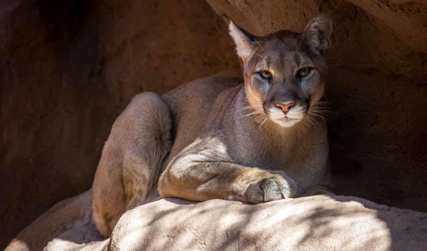 desktop, free, background, animal, cougar