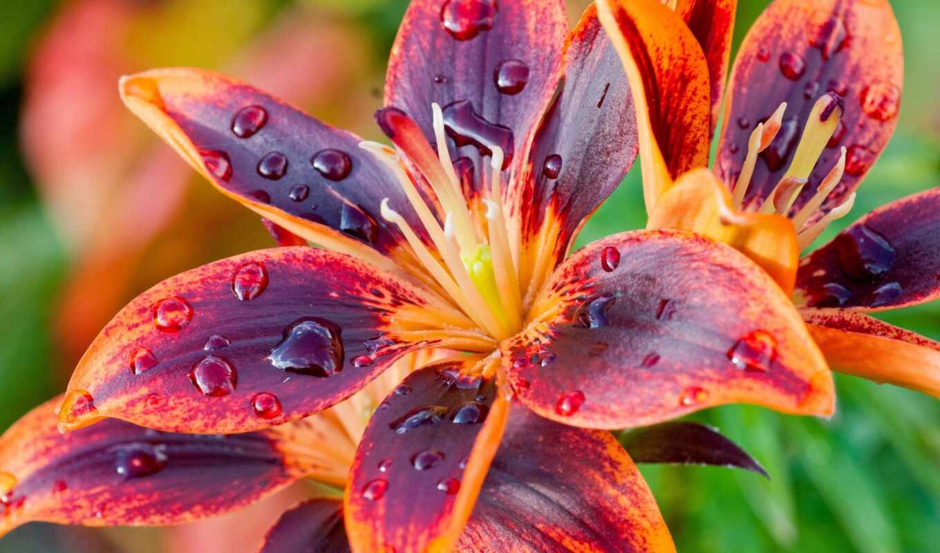 nature, picture, comment, dew, lily, modular