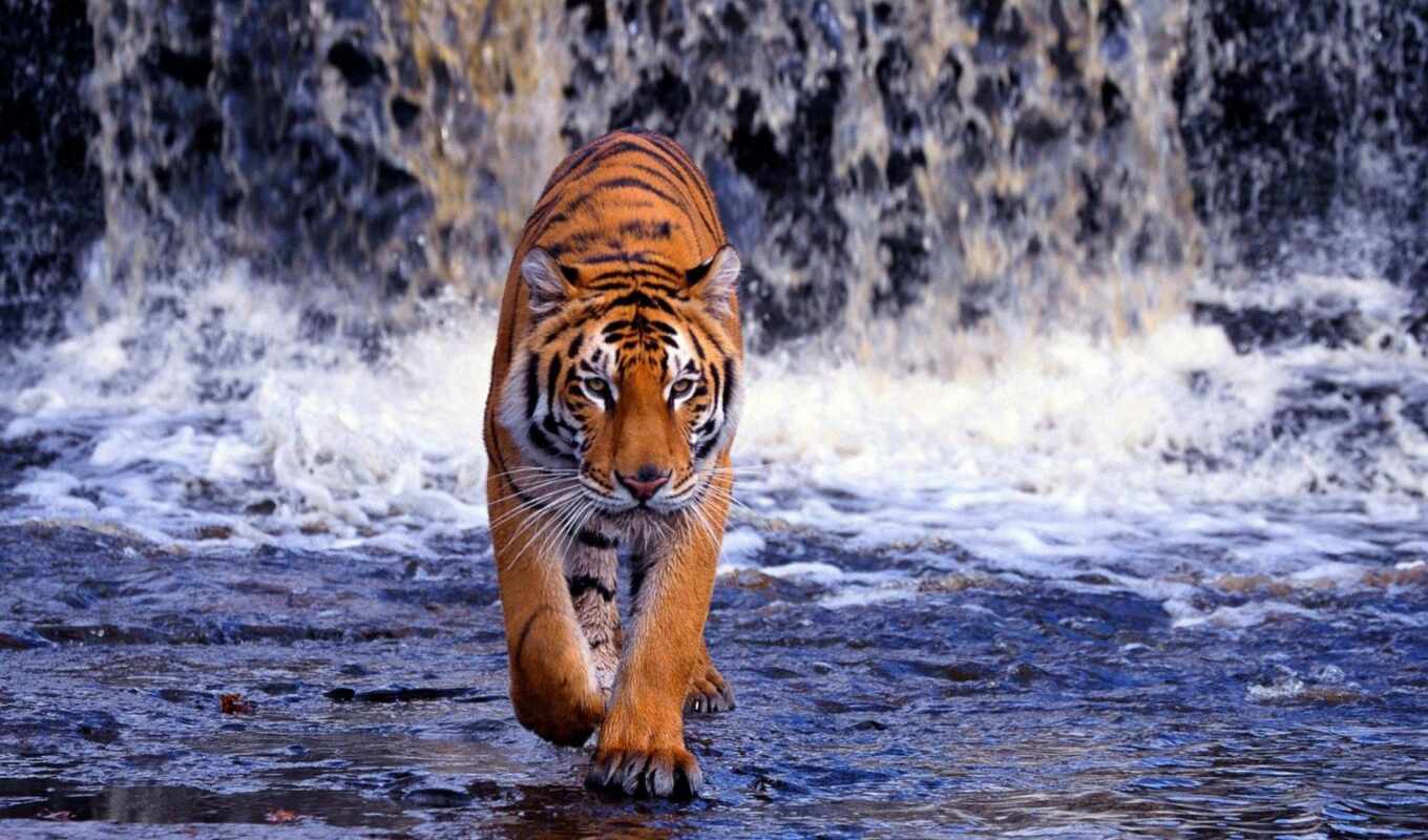 фон, water, тигр, красивый, водопад