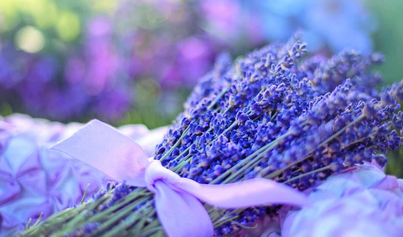цветы, растение, запах, hoa, seed, lavender, вырасти, косметика, отдушка
