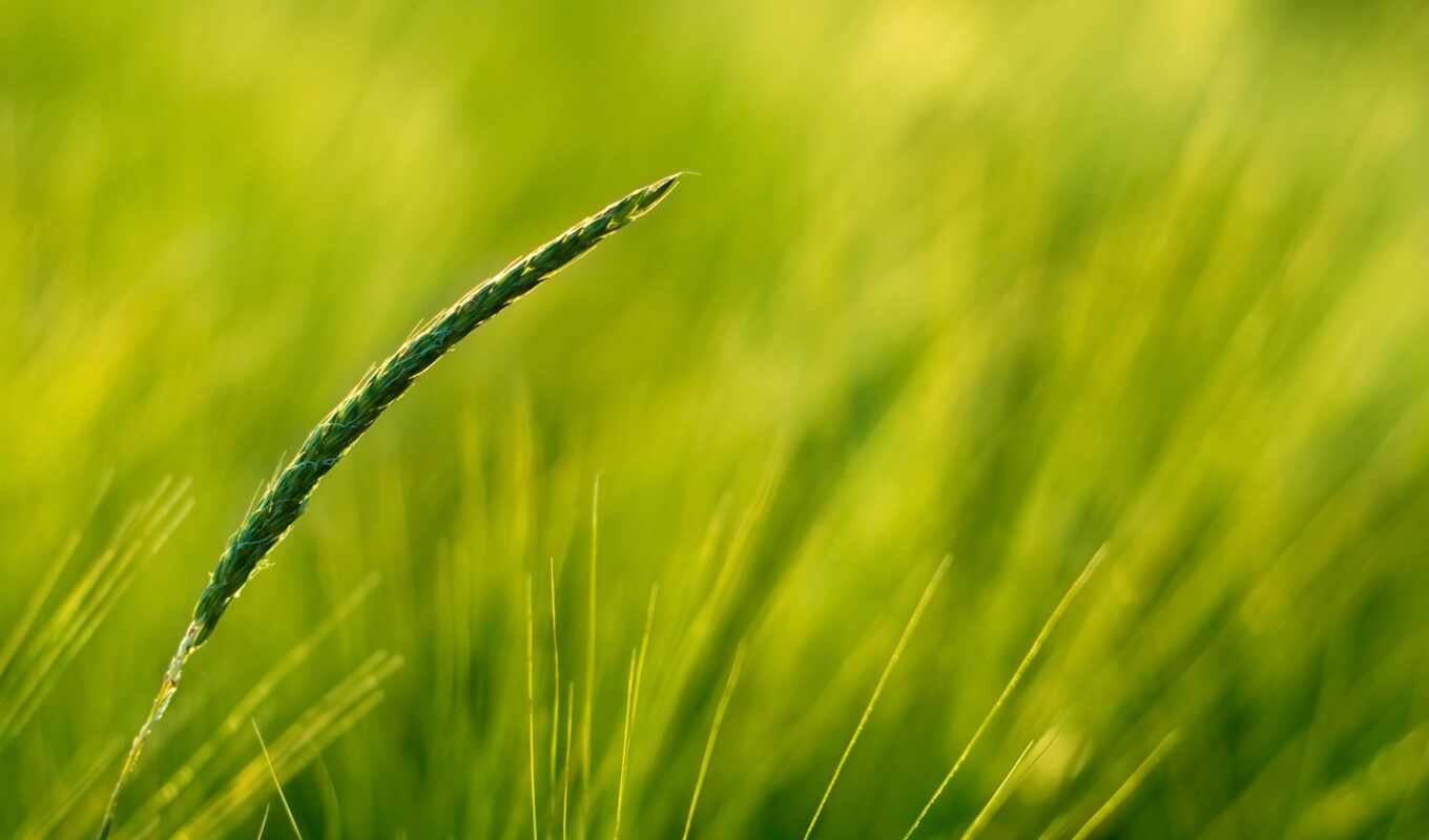 трава, природа, crop, makryi, зелёный, использование, фон, free, красивый, поле