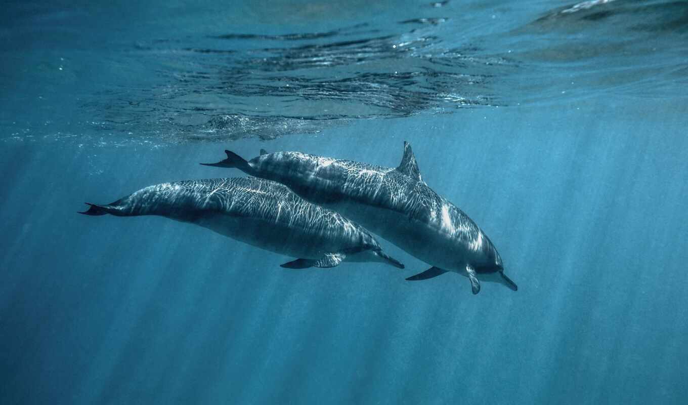 nature, water, inside, dolphin, animal, bottlenose