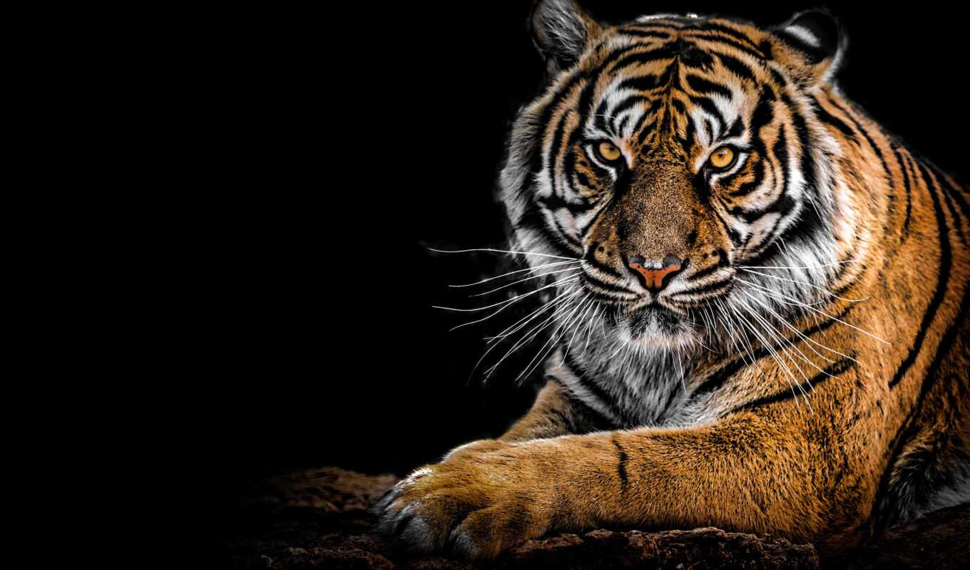 tiger, black