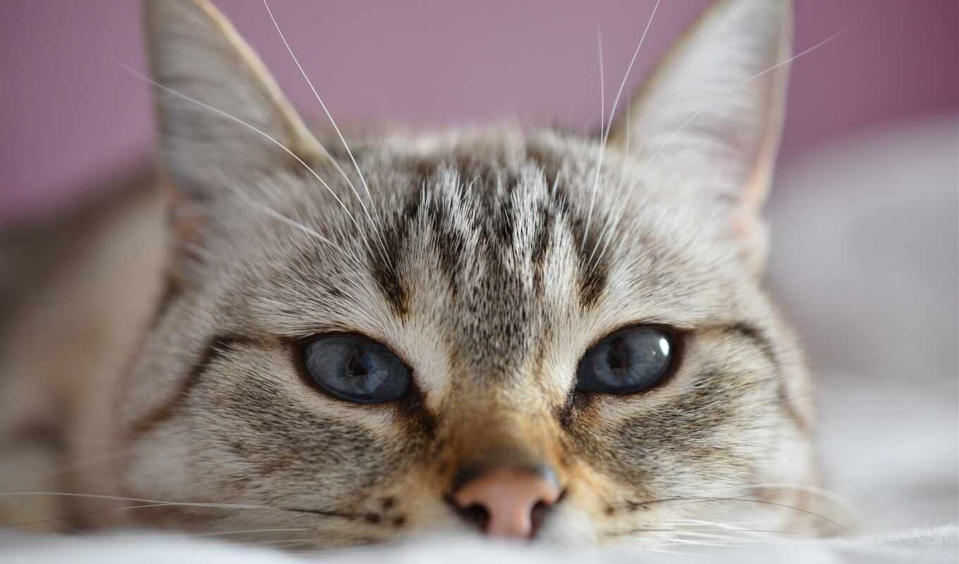 blue, глаз, кот, смотреть, pixabay, дерзкий