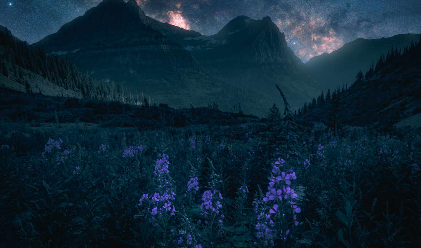 nature, flowers, night, mountain, star, galaxy, plant, snoop