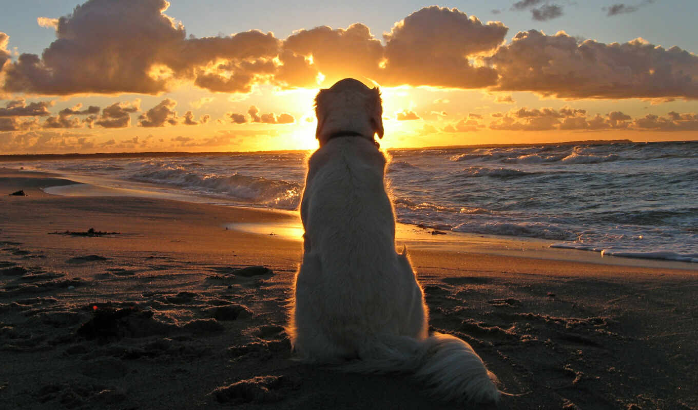закат, пляж, собака, animal, retriever