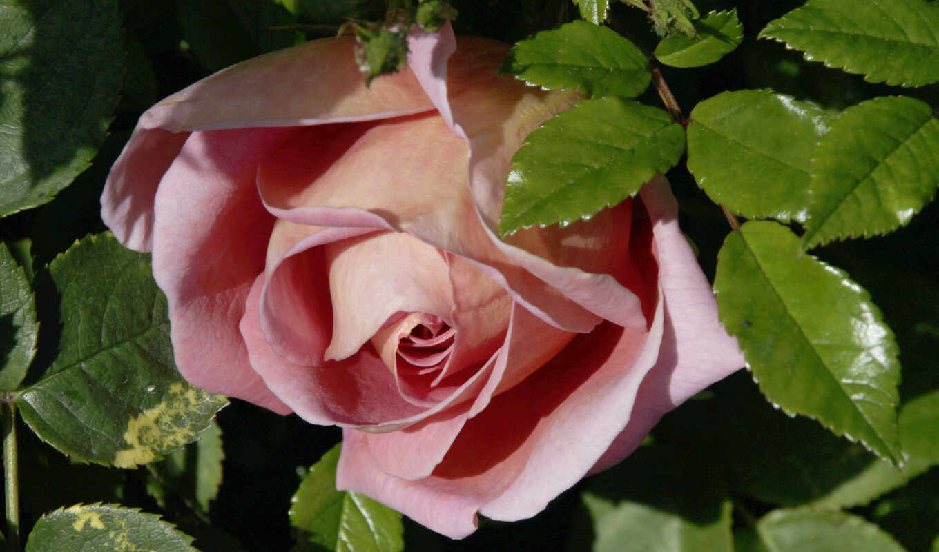 роза, красавица, mix, разных, розовая, цветочная, wallpaperz