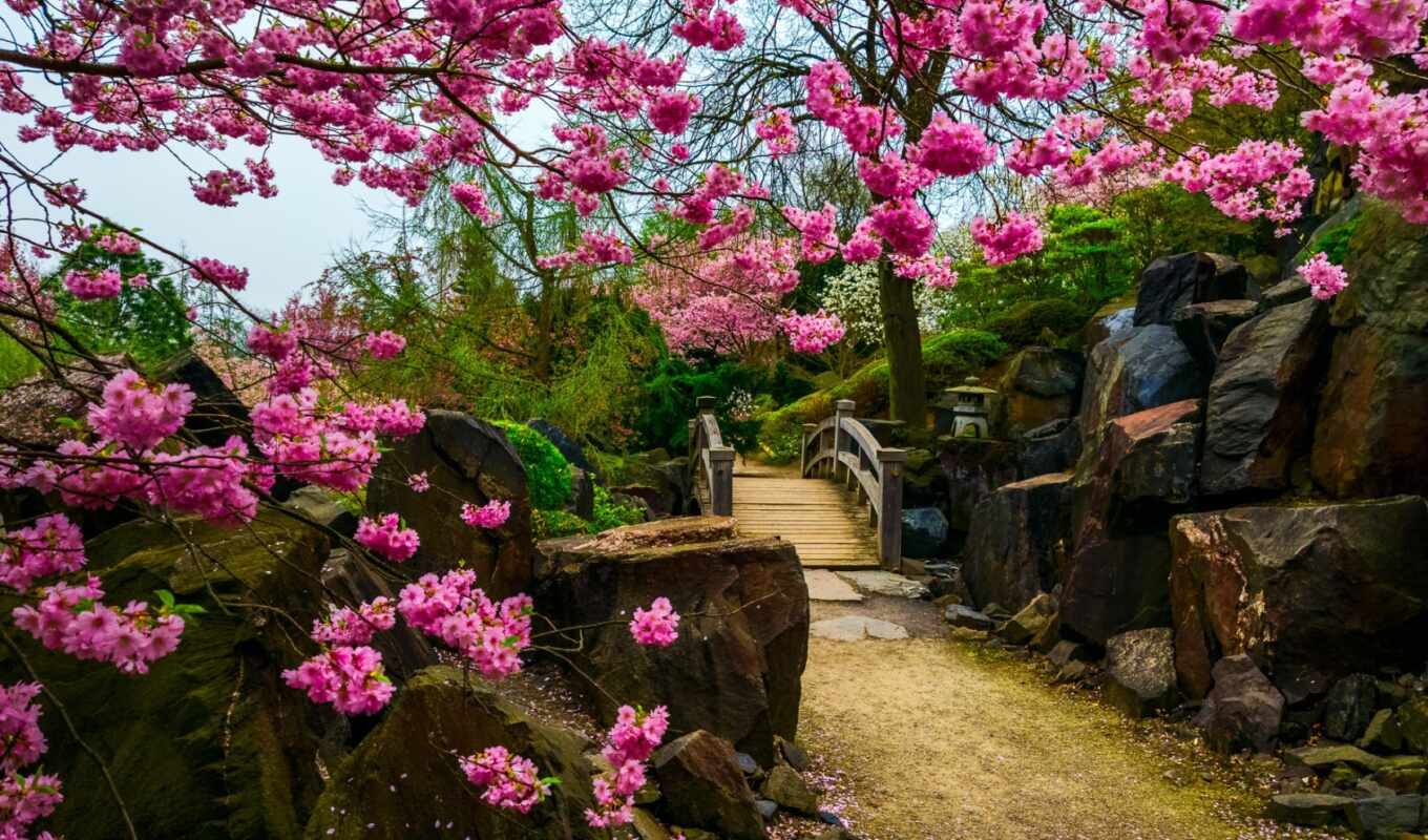 Сакура, japanese, garden, весна, цветение, красивый