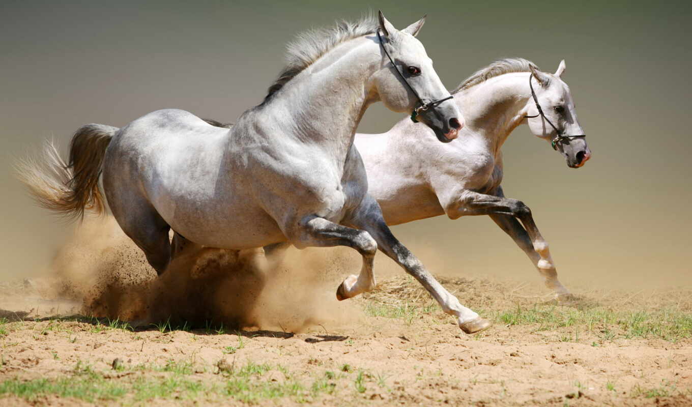 белый, лошадь, бег, пыль