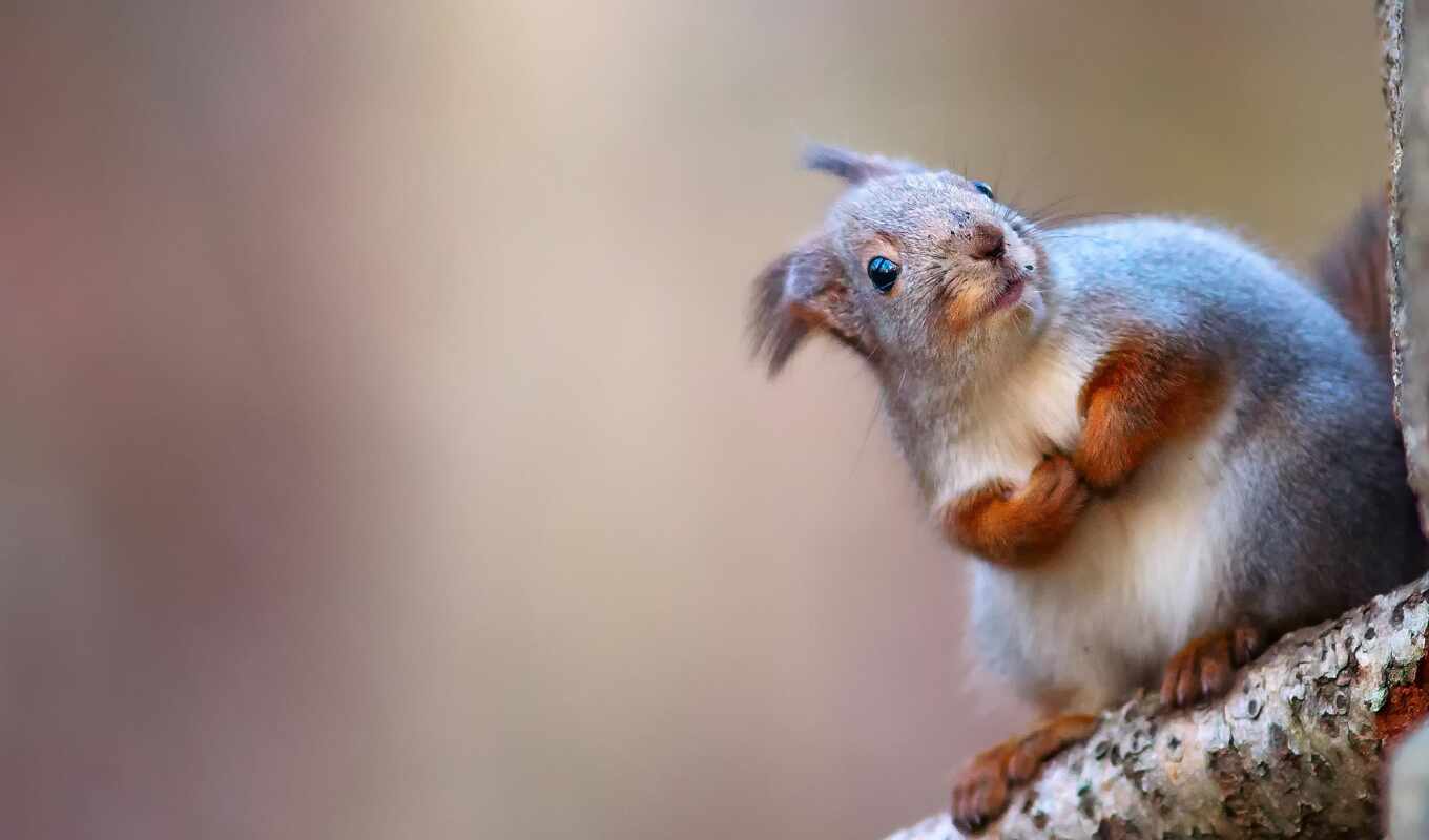 squirrels, protein