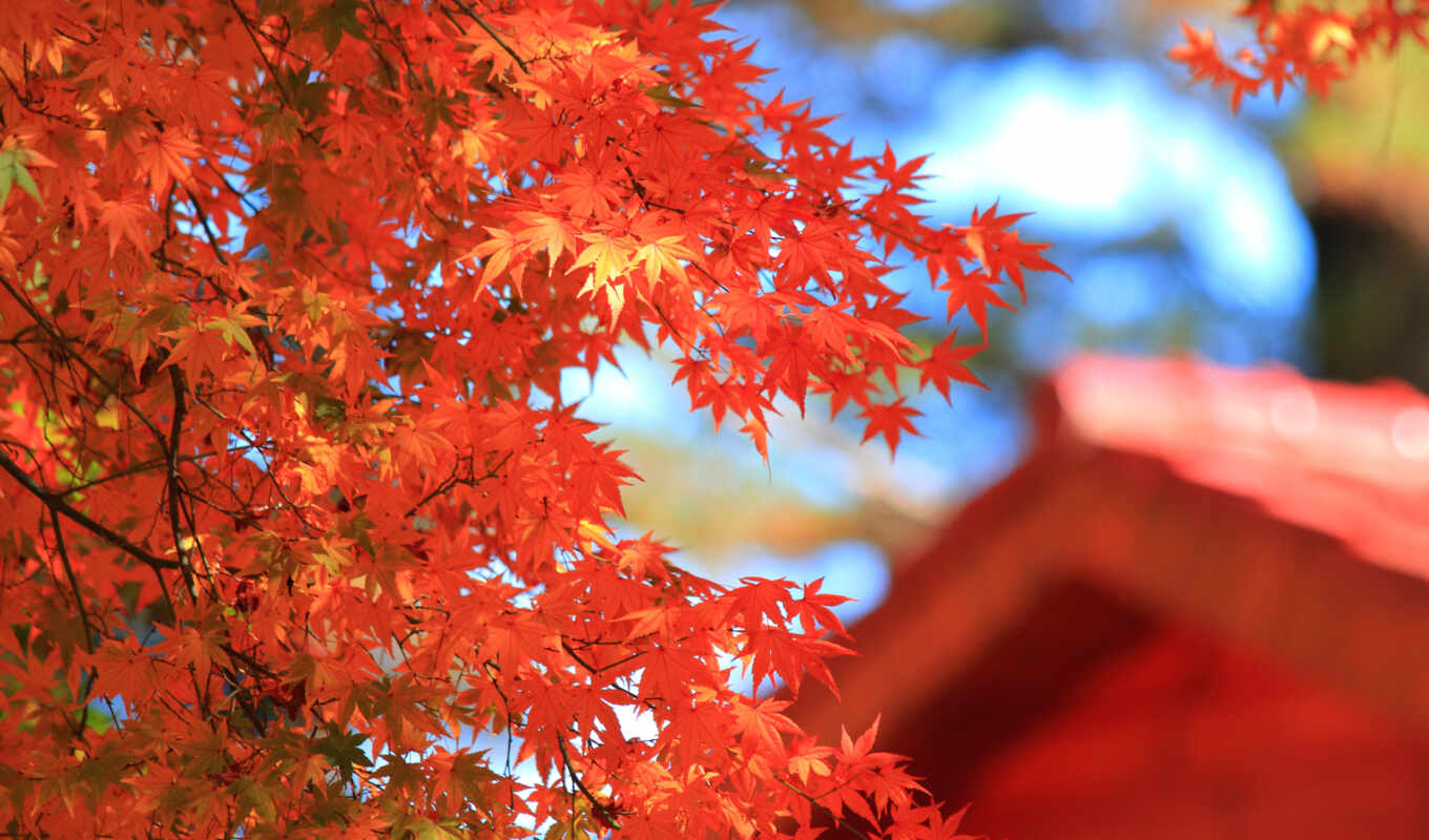 лист, красное, золотистый, осень