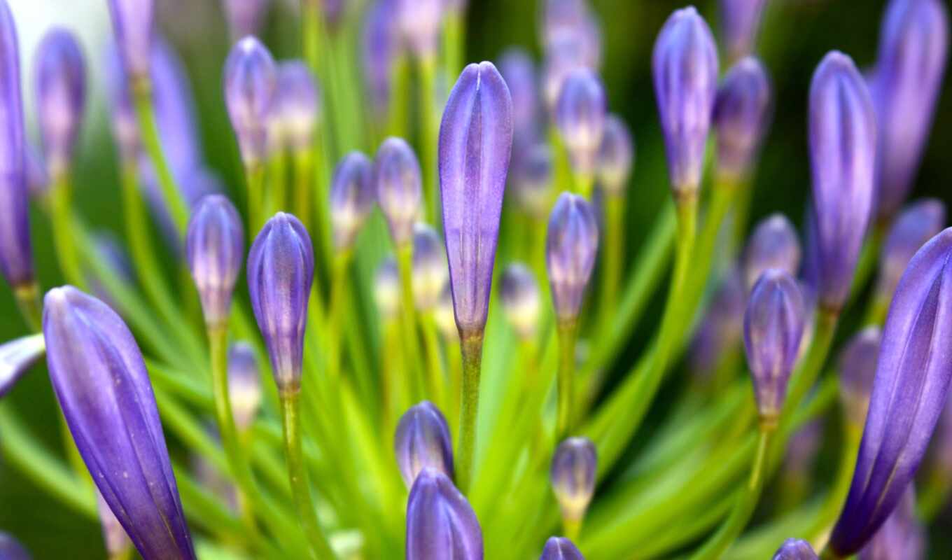 flowers, sony, purple